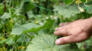 Bahçe yatağında bir adamın eli genç bir salatalığa dokunuyor. Sağlıklı organik gıda.