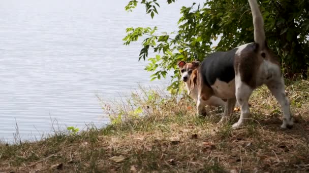 Jack Russell Terrier et Beagle se reposent sur la rive de la rivière. Mouvement lent. — Video