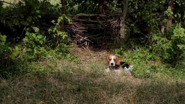 Beagle dog vilar på gräset. — Stockvideo