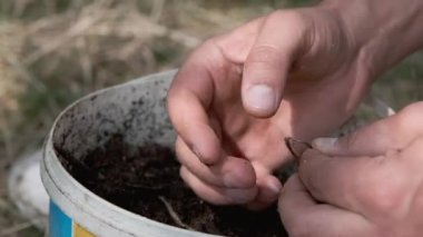 Balıkçı solucanı oltaya takar. Yakın plan..