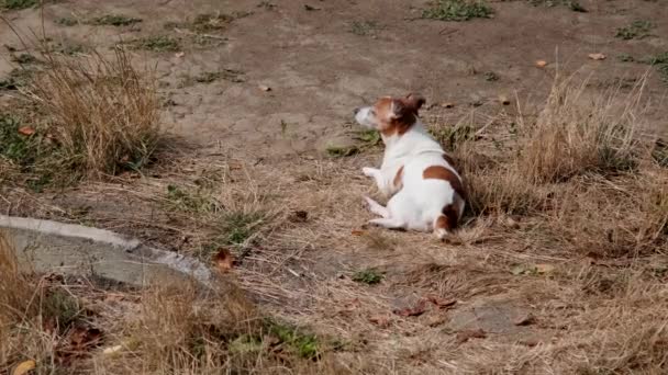 Jack Russell Terrier sedang beristirahat di rumput. — Stok Video