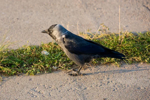 Detailní Záběr Jackdaw Stojí Chodníku — Stock fotografie