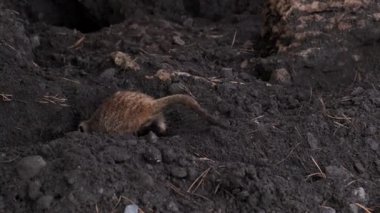 Mirket yiyecek bulmak için yerde bir çukur kazıyor..