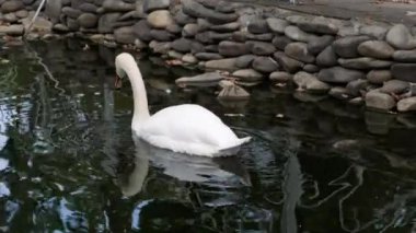 Park gölünde vahşi bir kuğu.