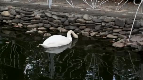 Cygne sauvage dans un étang de parc. — Video
