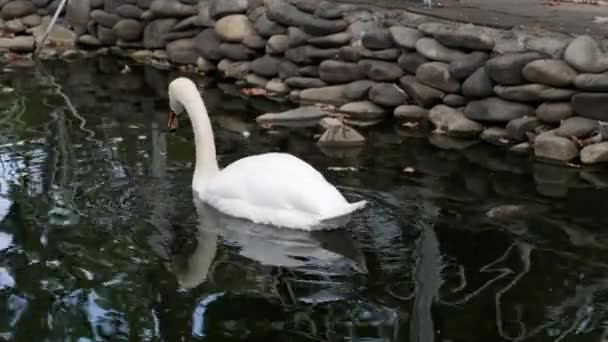 Дикий лебедь в парке пруда. — стоковое видео