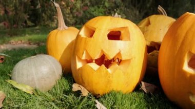 Bahçedeki çimlerin üzerinde Cadılar Bayramı için parlayan balkabakları. Cadılar Bayramı partisi için Jack Lantern. Yavaş çekim.