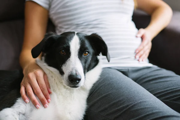 Trouwe Hond Verzorgen Van Zwangere Vrouw Thuis — Stockfoto