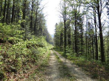 Yol güzel yeşil ormanı Toll ağaçları ile lider