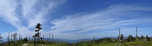 Arka planda dağlar ile ölü ağaçlar Panorama