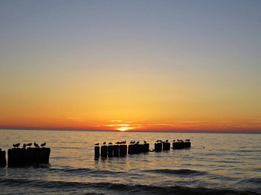 Plaj sahil martı kuşu ile üzerinde güzel gün batımı