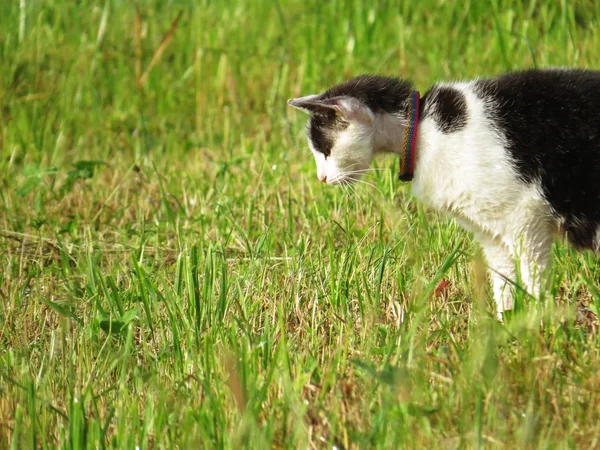 Black and White Cat in a Collar Hunting in a Grass
