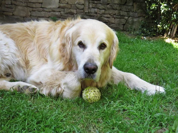 Golden Retriever köpek tenis topuyla bir çim üzerinde yalan