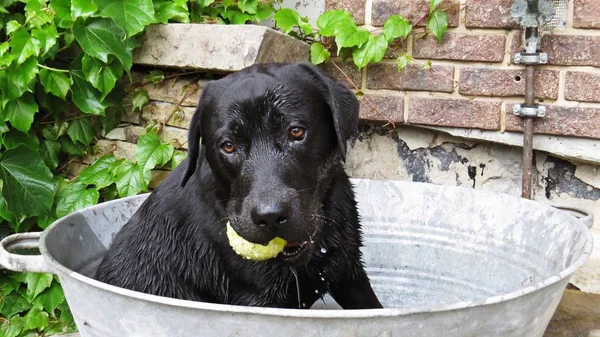Tenis topu hazır ve oynamak için zorlu bir Metal banyo küvet kovada oturan siyah Labrador köpek