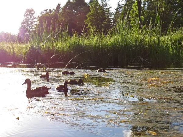 Aile ördek Yüzme Forrest bir Nehri üzerinde