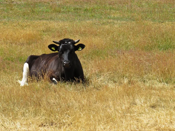 Jovem Vaca Negra Deitada Descansando Campo Amarelo — Fotografia de Stock