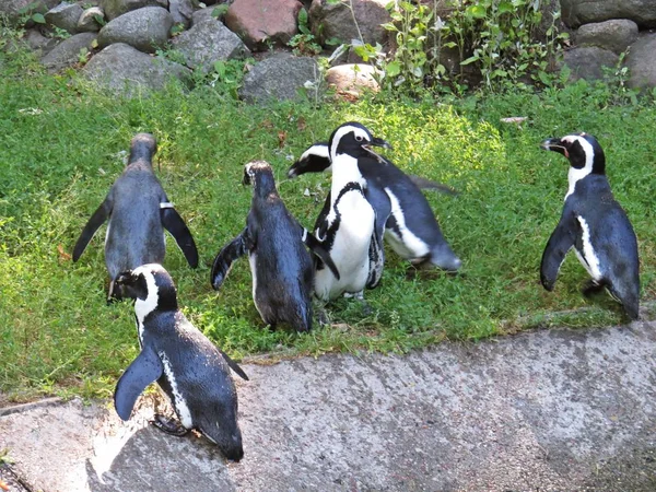 Colonia Pingüinos Blancos Negros Juntos Por Agua — Foto de Stock
