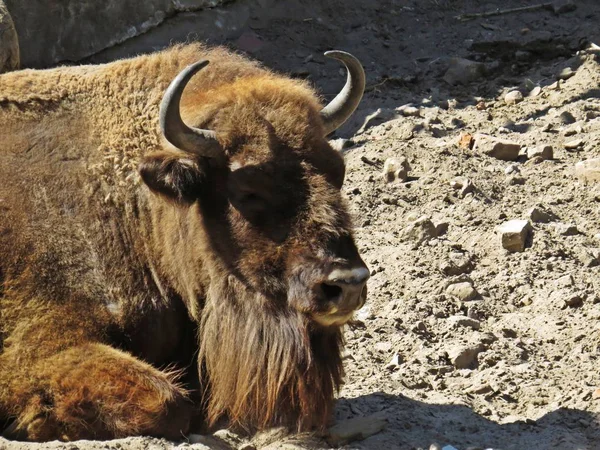 Bison Buffalo kir zemin üzerinde yatıyor ve rahatlatıcı