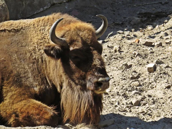 Bison Buffalo kir zemin üzerinde yatıyor ve rahatlatıcı