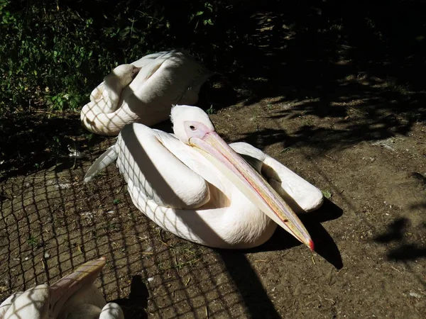 Güzel beyaz ve pembe flamingo Pelicans kuşlar grubu oturan ve rahatlatıcı