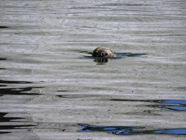 Yüzeyinde Izole Seal Deniz Aslan Kafası — Stok fotoğraf