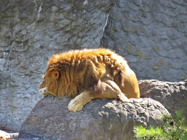 Bedårande Lejon Leo Isolerade Huvud Med Mane Medan Differentierad Sova — Stockfoto