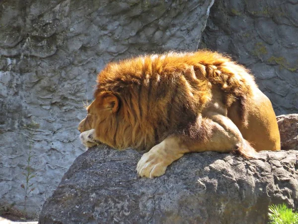 Bedårande Lejon Leo Isolerade Huvud Med Mane Medan Differentierad Sova — Stockfoto