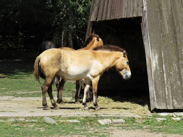 Przewalski at ya da sözde Moğol Wild Horse bir ahşap yapının önünde denilen