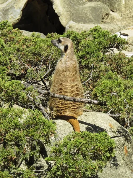 Meerkat Suricate Mongoose Hayvan Ayakta ve Uyarı Tehlike için Looking Out