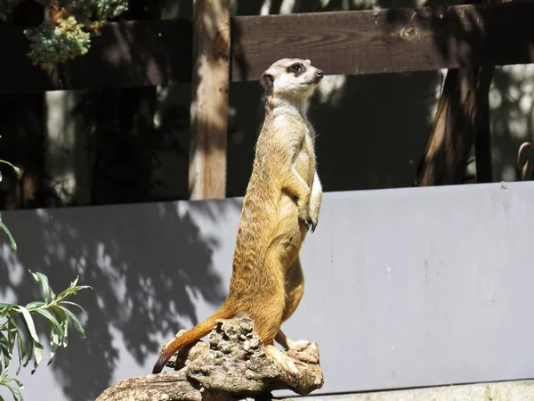 Meerkat Suricate Mongoose Hayvan Ayakta ve Uyarı Tehlike için Looking Out
