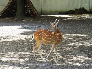 Beyaz noktalar, kuyruk ve boynuzları ile güzel kahverengi erkek geyik Bambi