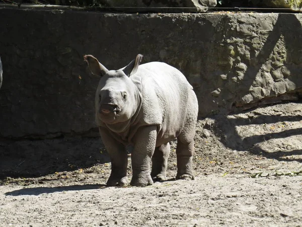 Young Rhinoceros Rhino Animal Standing and Looking on a Sunny Day