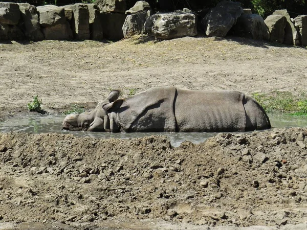 Nashorn Nashorn Tier Liegt Teich Und Kühlt Sich Einem Heißen — Stockfoto