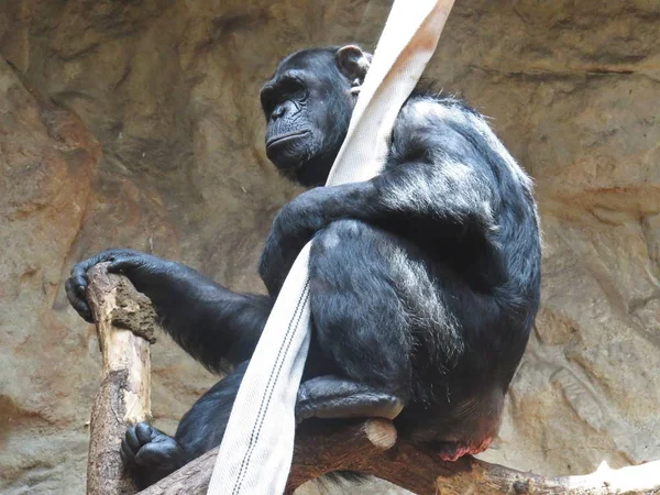 Schwarzer Schimpanse Affentier Sitzt Und Hält Einen Schlauch — Stockfoto
