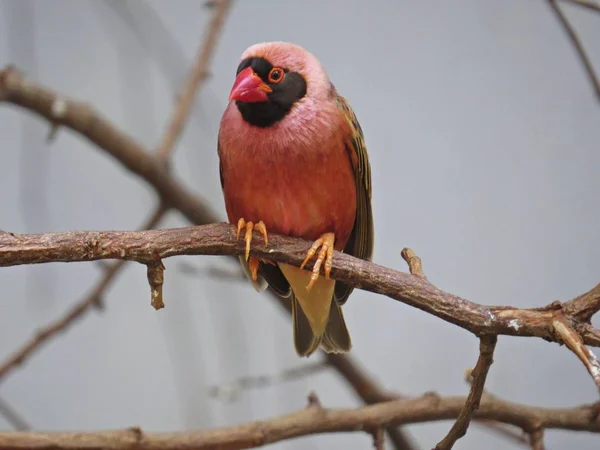 Güzel küçük narin kırmızı kardinal Fody veya ortak Fody Bird kadın bir şube üzerinde oturuyor