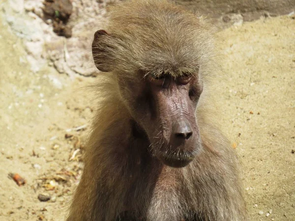 Curios Pěkný Detail Obrázek Macaque Opičáka Opičí Hlava Kamenné Skále — Stock fotografie