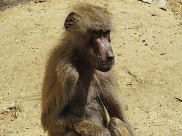 Curios Nice Detalhe Imagem Macaco Macaco Macaco Uma Pedra Rock — Fotografia de Stock