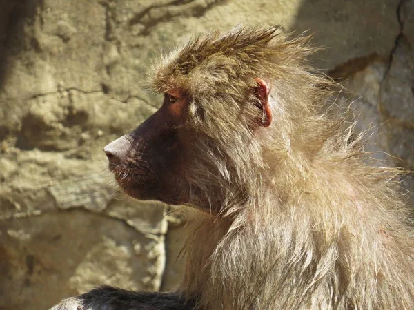 Curios güzel detay resim Macaque Monkey Ape Head üzerinde bir Stone Rock