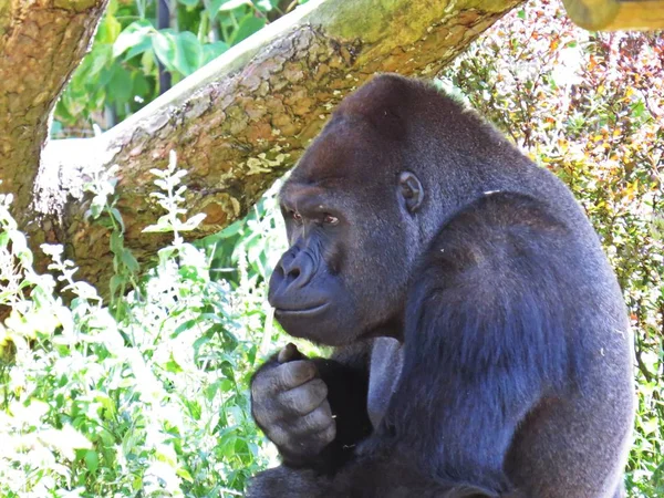 Ein Isolierter Großer Starker Schwarzer Affe Gorillakopf Detail — Stockfoto