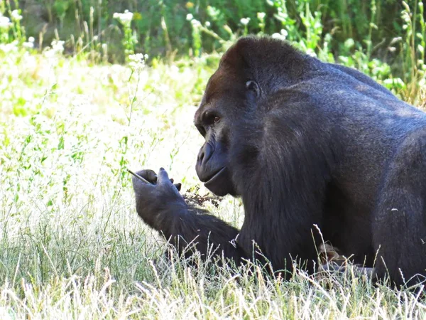 Ein Isolierter Großer Starker Schwarzer Affe Gorillakopf Detail — Stockfoto