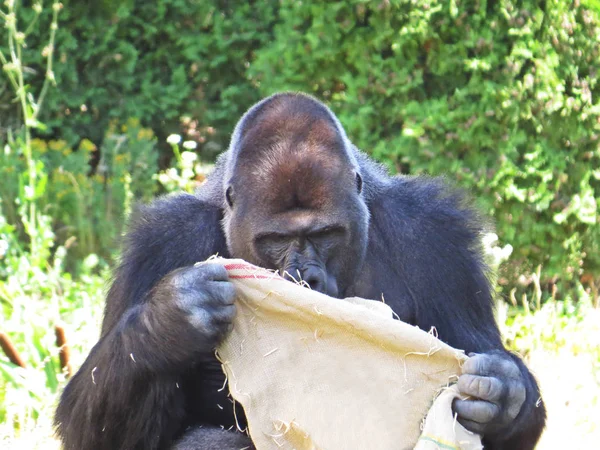 Großer Starker Schwarzer Affengorilla Der Mit Einer Tasche Spielt — Stockfoto