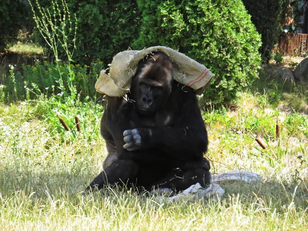 Großer Starker Schwarzer Affengorilla Der Sich Mit Einem Beutel Vor — Stockfoto