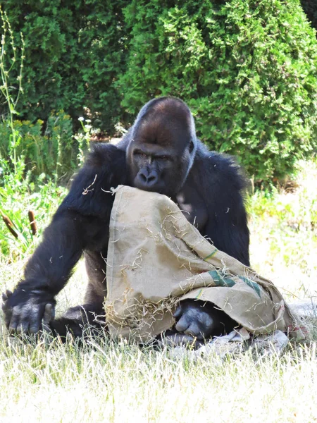 Großer Starker Schwarzer Affengorilla Der Mit Einer Tasche Spielt — Stockfoto