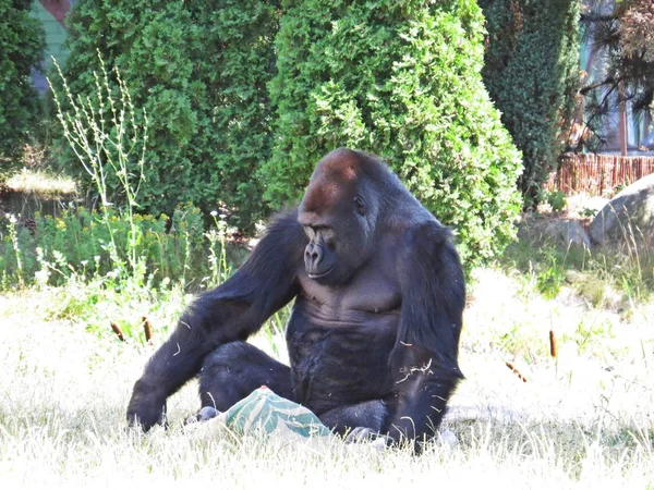Ein Isolierter Großer Starker Schwarzer Affengorilla Sitzt Detail — Stockfoto