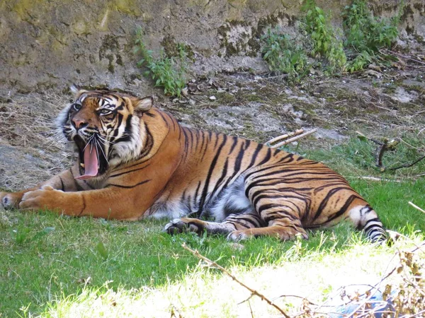 Söt Farlig Vackra Vackra Fotografier Tiger Gömmer Sig Och Ligger — Stockfoto