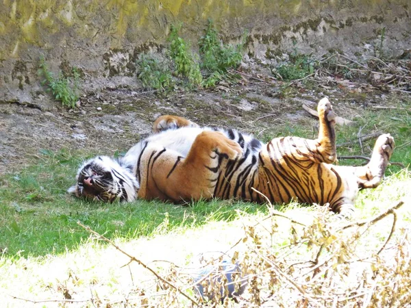 Söt Farlig Vackra Vackra Fotografier Tiger Gömmer Liggande Och Spelar — Stockfoto