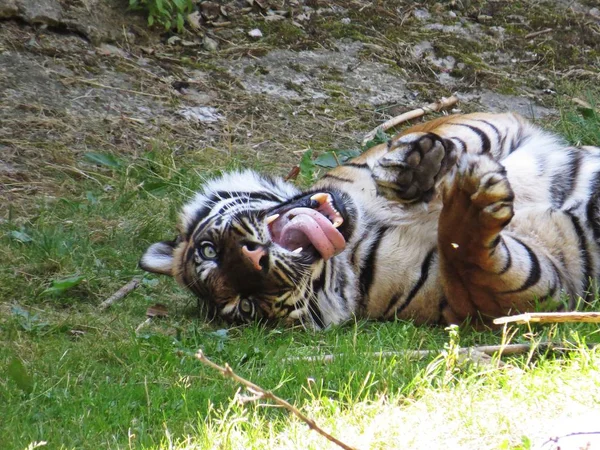 Söt Farlig Vackra Vackra Fotografier Tiger Gömmer Liggande Och Spelar — Stockfoto