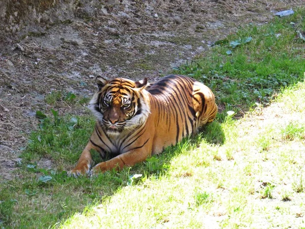 Bonito Perigoso Belas Fotografias Encantadoras Tigre Escondido Deitado Sombra — Fotografia de Stock