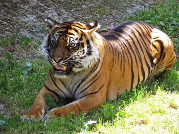 Tiger Gizleme Gölgeleme Yalan Şirin Tehlikeli Güzel Güzel Fotoğraflar — Stok fotoğraf