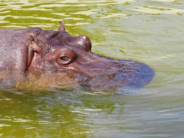 Sarı bir suda büyük büyük hayvan Hippo kafa yüzme detay fotoğraf